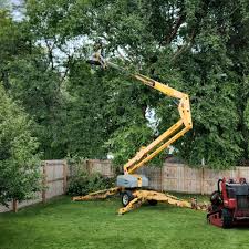 Best Tree Health Inspection  in Daniels, WV