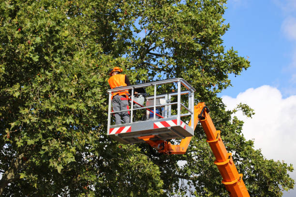 Best Arborist Consultation Services  in Daniels, WV