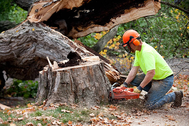 Best Tree Risk Assessment  in Daniels, WV