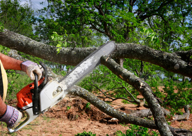 Best Lawn Maintenance Plans  in Daniels, WV